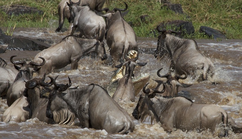 Masai Mara - Safari