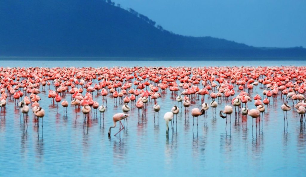 flamingo-Lake-Nakuru-National-Park-kenya